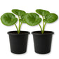 Tractor Seat Plant - Live Starter Plants - Farfugium Japonicum - Exotic Indoor Outdoor Broad Leaf Foliage