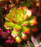 Echeveria Letizia - Live Starter Plants in 2 Inch Growers Pots - Rare and Colorful Compact Easy Care Succulent