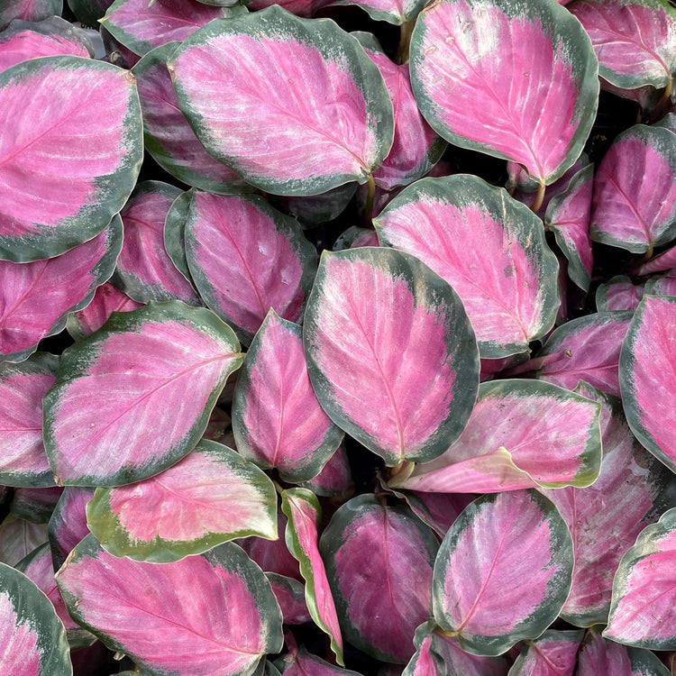 Calathea Rosy - Live Plants in 4 Inch Growers Pots