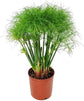 Papyrus Plant - Live Plant in a 10 Inch Pot - Cyperus Papyrus - Beautiful Foliage Dramatic Ornamental Aquatic Perennial Sedge
