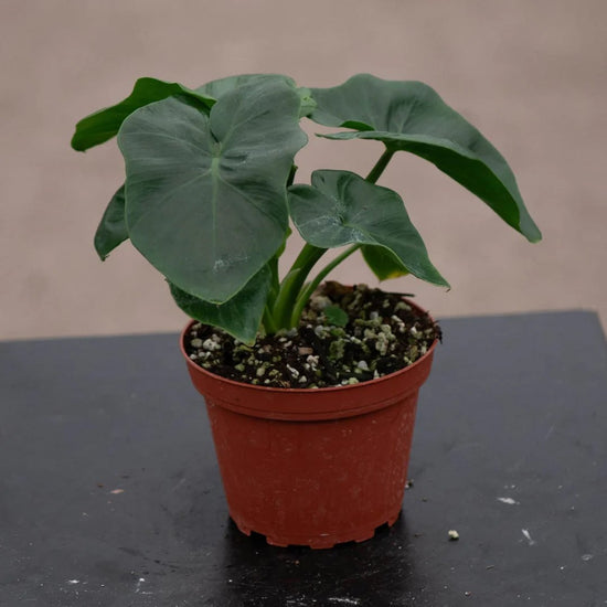 Atom Philodendron - Live Starter Plants - Philodendron Atom - Beautiful Compact Lush Houseplant
