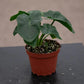 Atom Philodendron - Live Starter Plants - Philodendron Atom - Beautiful Compact Lush Houseplant