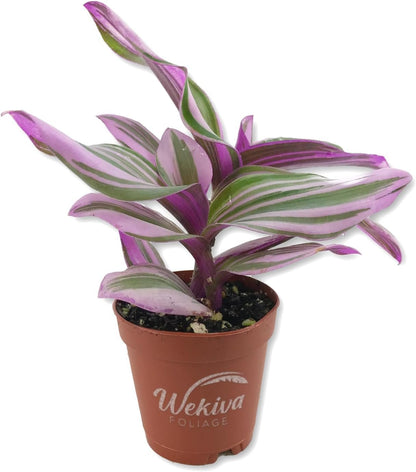 Tradescantia Nanouk Wandering Jew - 4 Live Plant in a 2 Inch Pots - Tradescantia Albiflora &