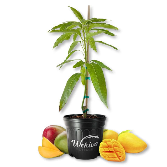 Mango Tree - Grafted - Live Plant in a 3 Gallon Growers Pot - Mangifera Indica - Beautiful Edible Fruit Bearing Tree for Patio and Garden