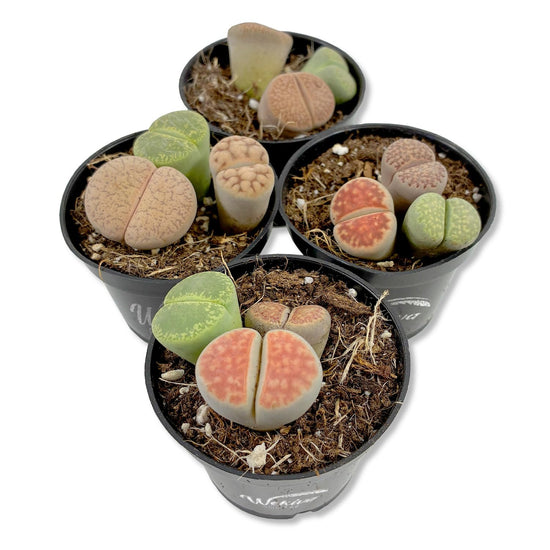 Living Stone Plant - Live Starter Plants - Lithops - Decorative Exotic Colorful Mini Succulent for Your Container Garden or Terrarium