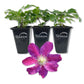 Clematis Sunset - Live Starter Plants in 2 Inch Growers Pots - Starter Plants Ready for The Garden - Beautiful Deep Red and Pink Flowering Vine