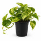 Hawaiian Pothos - 1 Live Plant in a 4 Inch Pot - Epipremnum Aureum - Bold Lush Vining Houseplant