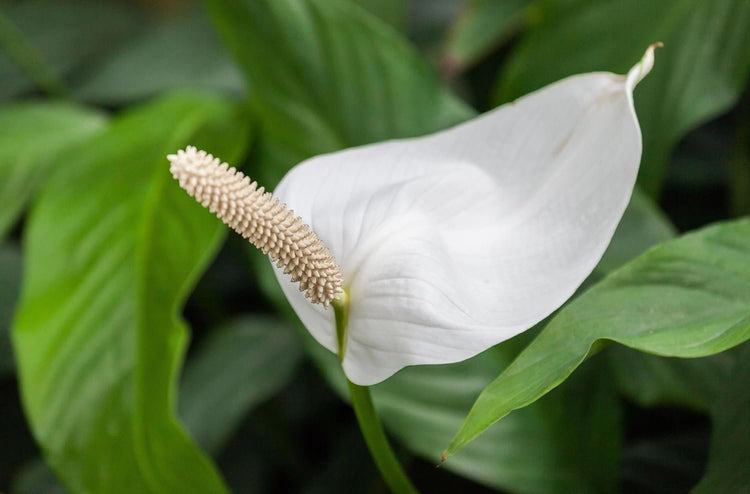 peace lily low maintenance Spathiphyllum Peace Lily - Live Starter Plants in 4 Inch Pots
