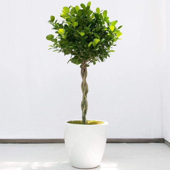 Daniella Ficus Weeping Fig Braid - Live Plant in a 10 Inch Growers Pot - Ficus Moclame - Beautiful Easy Care Air Purifying Indoor Houseplant