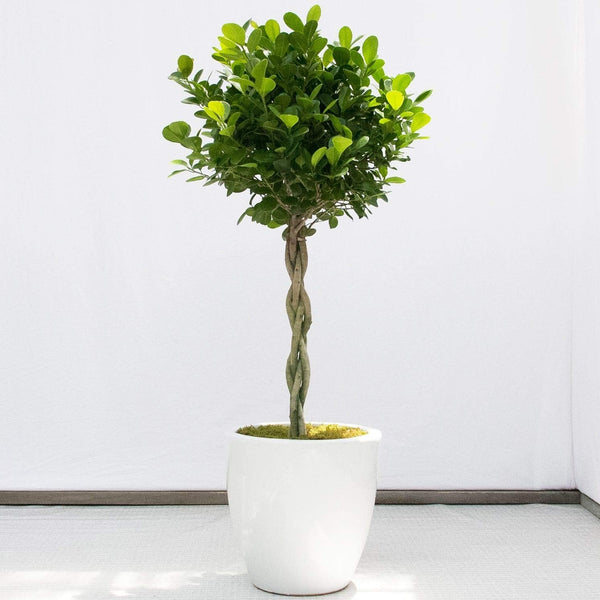 braiding fiddle leaf fig Daniella Ficus Weeping Fig Braid