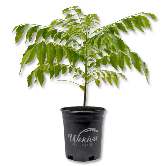 Curry Tree - Sweet Neem - Live Plant in a 1 Gallon Growers Pot - Bergera Koenigii - Beautiful Tree with Edible Culinary Leaves for Patio and Garden