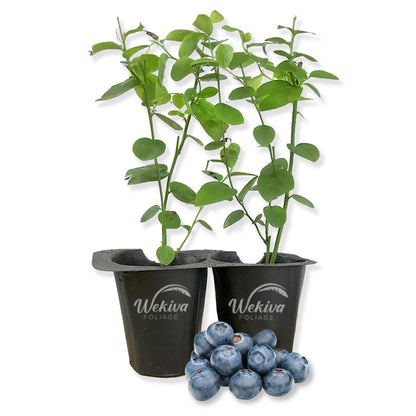 Blueberry Plant - 2 Live Starter Plants - Vaccinium - Edible Fruit Bearing Bush for The Patio and Garden