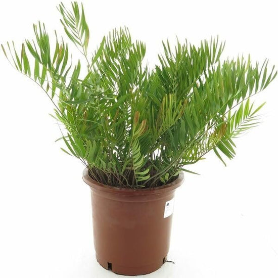 Coontie Palm - Live Starter Plants in Grower&