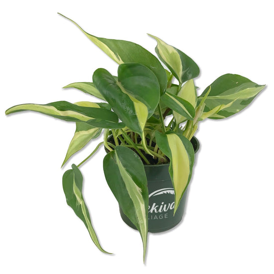 Silver Stripe Philodendron - Live Plant in a 6 Inch Growers Pot - Philodendron Erubescens - Extremely Rare and Beautiful Indoor Houseplant - A Rare Tropical Masterpiece
