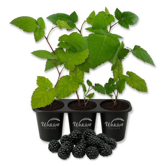 Blackberry Plant - 3 Live Starter Plants - Rubus - Edible Fruit Bearing Bush for Patio and Garden