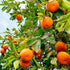 LM-IMAGE-138702156-