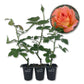 Tahitian Sunset Rose Bush - Live Starter Plants in 2 Inch Pots - Beautifully Fragrant Heirloom Rose from Florida - A Versatile Beauty with a Rich Fragrance