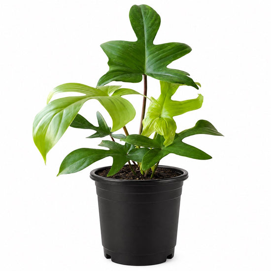 Florida Beauty Green Philodendron - Single - 4 Inch Pot - Philodendron Squamiferum