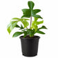 Florida Beauty Green Philodendron - Single - 4 Inch Pot - Philodendron Squamiferum