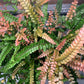 Bronze Venus Fern - Live Plant in a 6 Inch Grower&