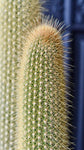 Red Foxtail Cactus - Live Starter Plants - Espostoa Guentheri - Tall Sculptural Low Maintenance Houseplant