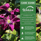 Clematis Warsaw - Live Starter Plants in 2 Inch Growers Pots - Starter Plants Ready for The Garden - Beautiful Red Purple Flowering Vine