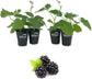 Blackberry Plant - 4 Live Starter Plants - Rubus - Fruit Trees for The Patio and Garden