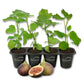 Fig Tree - 4 Live Starter Plants - Ficus Carica - Edible Fruit Tree for The Patio and Garden