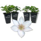 Clematis Corinne - Live Starter Plants in 2 Inch Growers Pots - Starter Plants Ready for The Garden - Rare Clematis for Collectors