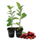 Barbados Cherry Tree - Live Starter Plants - Malpighia Emarginata - Edible Fruit Bearing Tree for The Patio and Garden