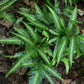 East Indian Holly Fern - Live Plant in a 6 Inch Grower&