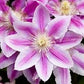 Clematis Candy Stripe - Live Starter Plant in a 2 Inch Growers Pot - Starter Plants Ready for The Garden - Rare Clematis for Collectors