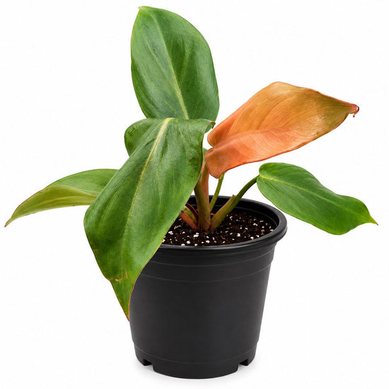 Summer Glory Philodendron - Single - 4 Inch Pot - Philodendron Gloriosum