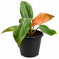 Summer Glory Philodendron - Single - 4 Inch Pot - Philodendron Gloriosum
