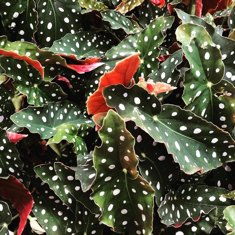 polka dot plant air purifier Polka Dot Begonia - Live Plant in a 4 Inch Pot - Begonia Maculata
