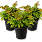 Bronze Venus Fern - Live Starter Plants - Adiantum Hispidulum