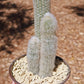 White Wool Cactus - Live Starter Plants - Espostoopsis Dybowskii - Columnar Low Maintenance Indoor Outdoor Succulent