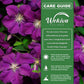 Clematis Perrins Pride - Live Starter Plants in 2 Inch Growers Pots - Starter Plants Ready for The Garden - Rare Clematis for Collectors (4 Plants)