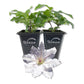 Clematis Hyde Hall - Live Starter Plants in 2 Inch Growers Pots - Starter Plants Ready for The Garden - Rare Clematis for Collectors