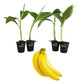 Banana Tree - 4 Live Starter Plants - Musa - Edible Fruit Bearing Tree for The Patio and Garden