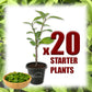 Longevity Spinach - Live Starter Plants - Gynura Procumbens - Grow Your Own Vegetables and Fruit in The Garden or Patio