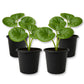 Tractor Seat Plant - Live Starter Plants - Farfugium Japonicum - Exotic Indoor Outdoor Broad Leaf Foliage