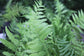 Southern Shield Fern - Live Plants in 4 Inch Grower&