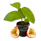 Passion Fruit Plant - 1 Live Starter Plant - Edible Fruit Bearing Vine for The Patio and Garden