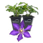 Clematis Daniel Deronda - Live Starter Plants in 2 Inch Growers Pots - Starter Plants Ready for The Garden - Rare Clematis for Collectors