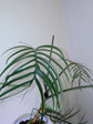 Tortum Philodendron - 1 Live Starter Plant - Philodendron &