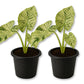 Night Scented Lily Alocasia - Variegated - Live Starter Plants - Alocasia Odora