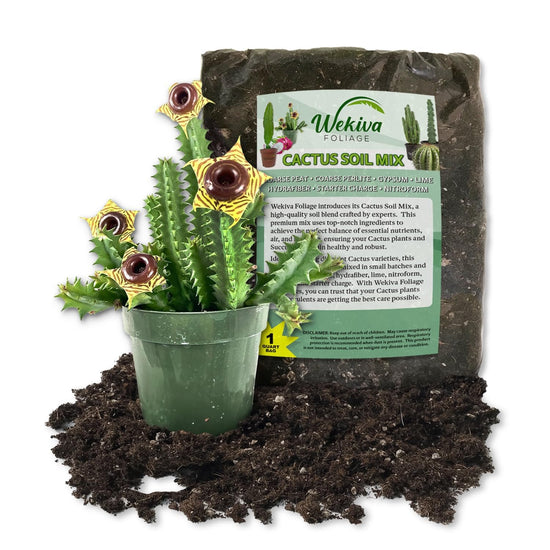 Lifesaver Cactus and Soil Mix Combo - Live Plant in a 4 Inch Pot with 1 Quart Cactus Soil Mix - Huernia Zebrina with Custom Soil Blend