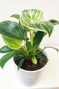 Birkin Philodendron - White Measure - Live Starter Plants in 2 Inch Pots - Philodendron Hybrid - Rare and Beautiful Indoor Houseplant Tropical Masterpiece