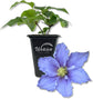 Clematis Will Goodwin - Live Starter Plants in 2 Inch Growers Pots - Starter Plants Ready for The Garden - Rare Clematis for Collectors